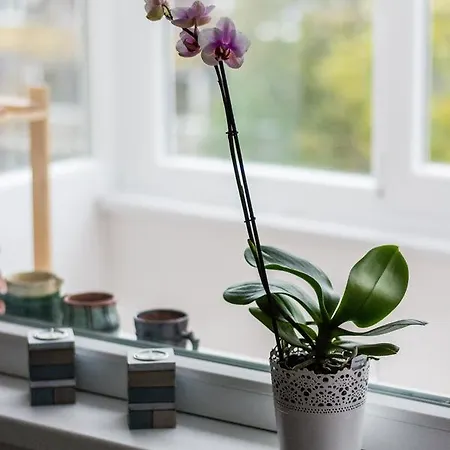 Lujerului Apartament * 布加勒斯特